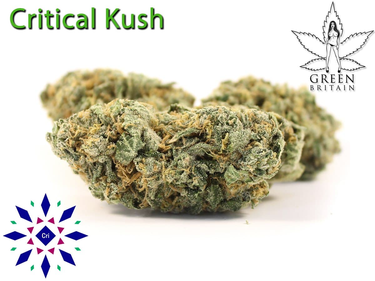 Critical Kush